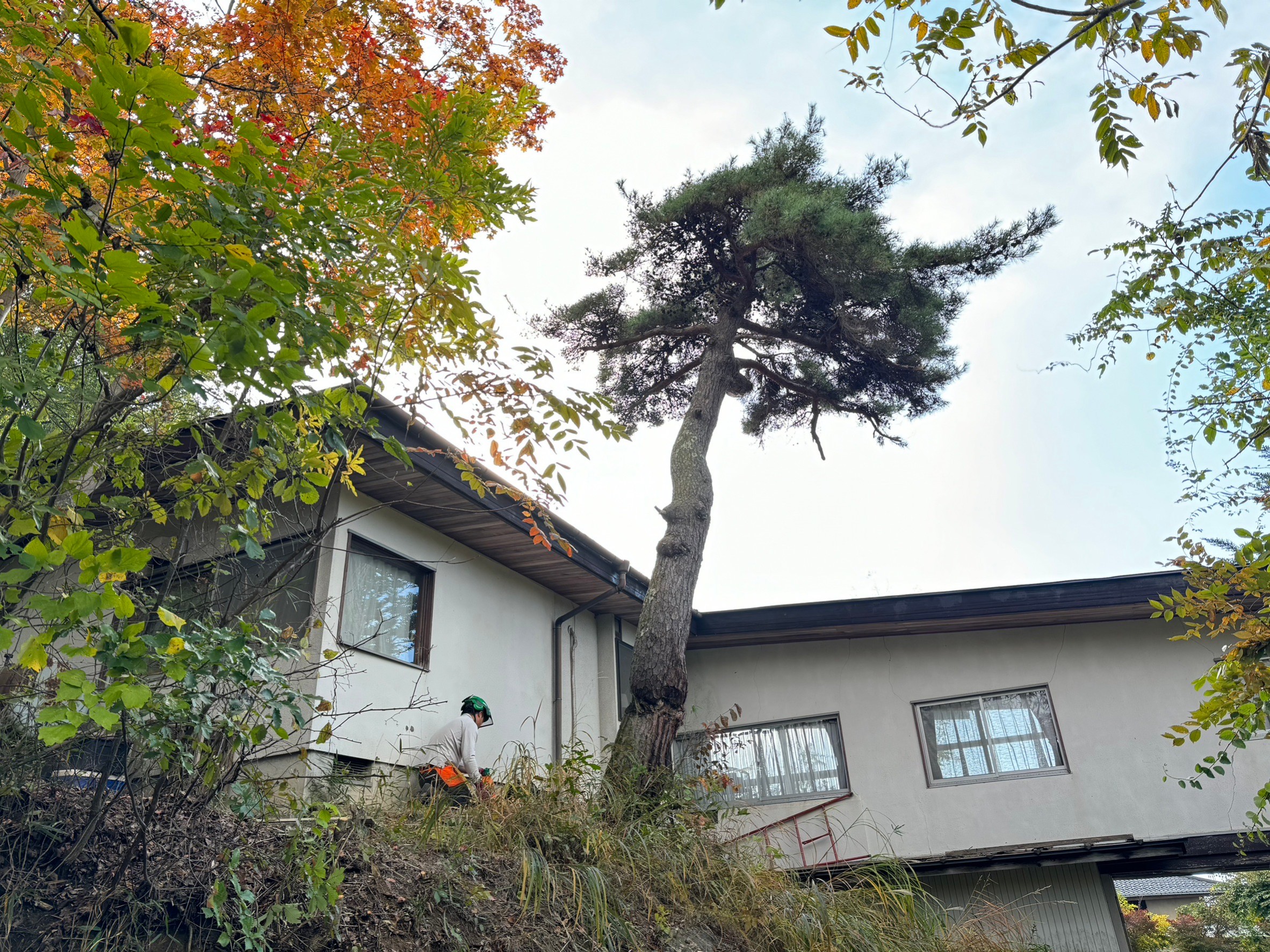 長野県 小諸市 赤松 特殊伐採 完了