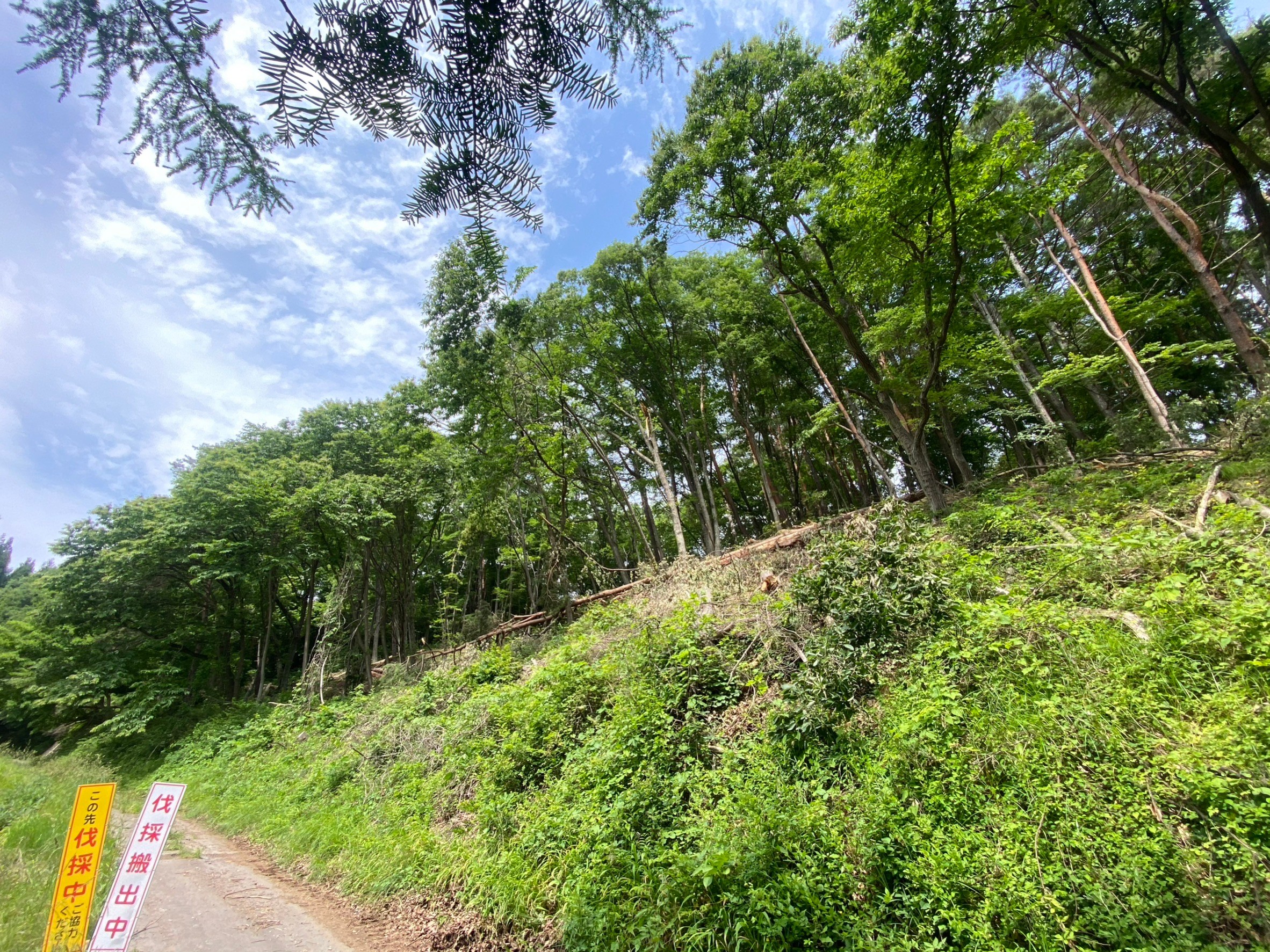 長野県 小諸市 山林 1.5ha 素材生産 完了