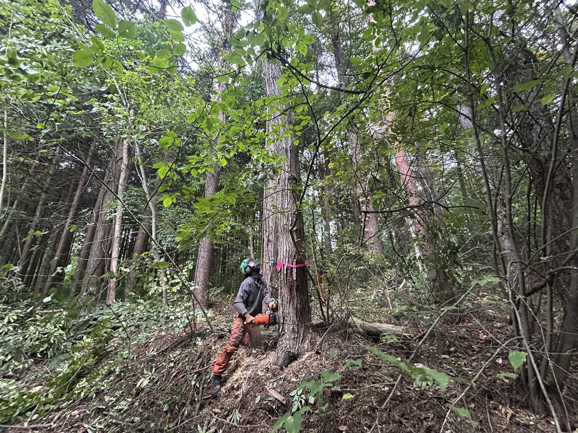 小諸市 特殊伐採 完了