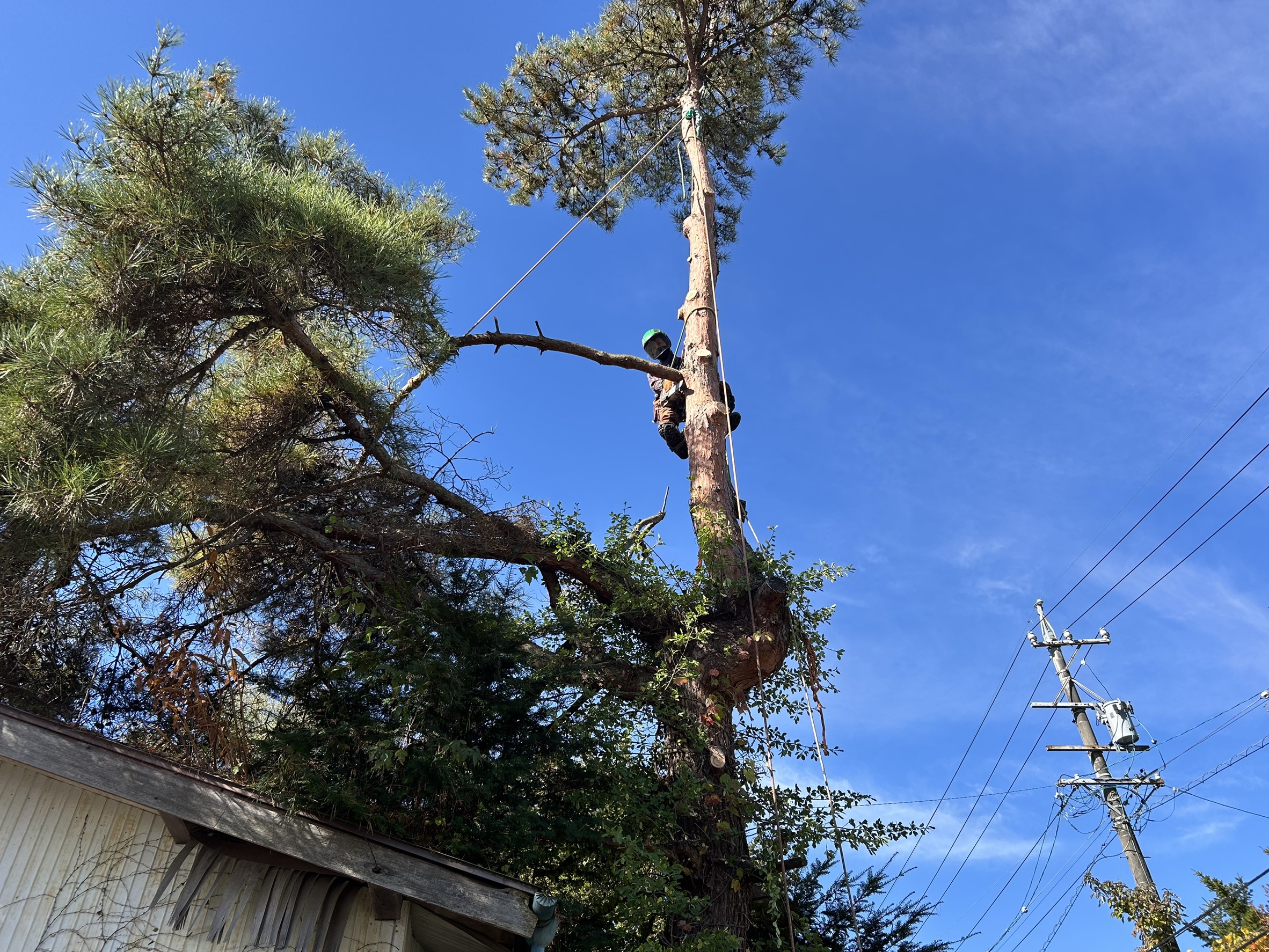 長野県軽井沢町 赤松 特殊伐採 完了