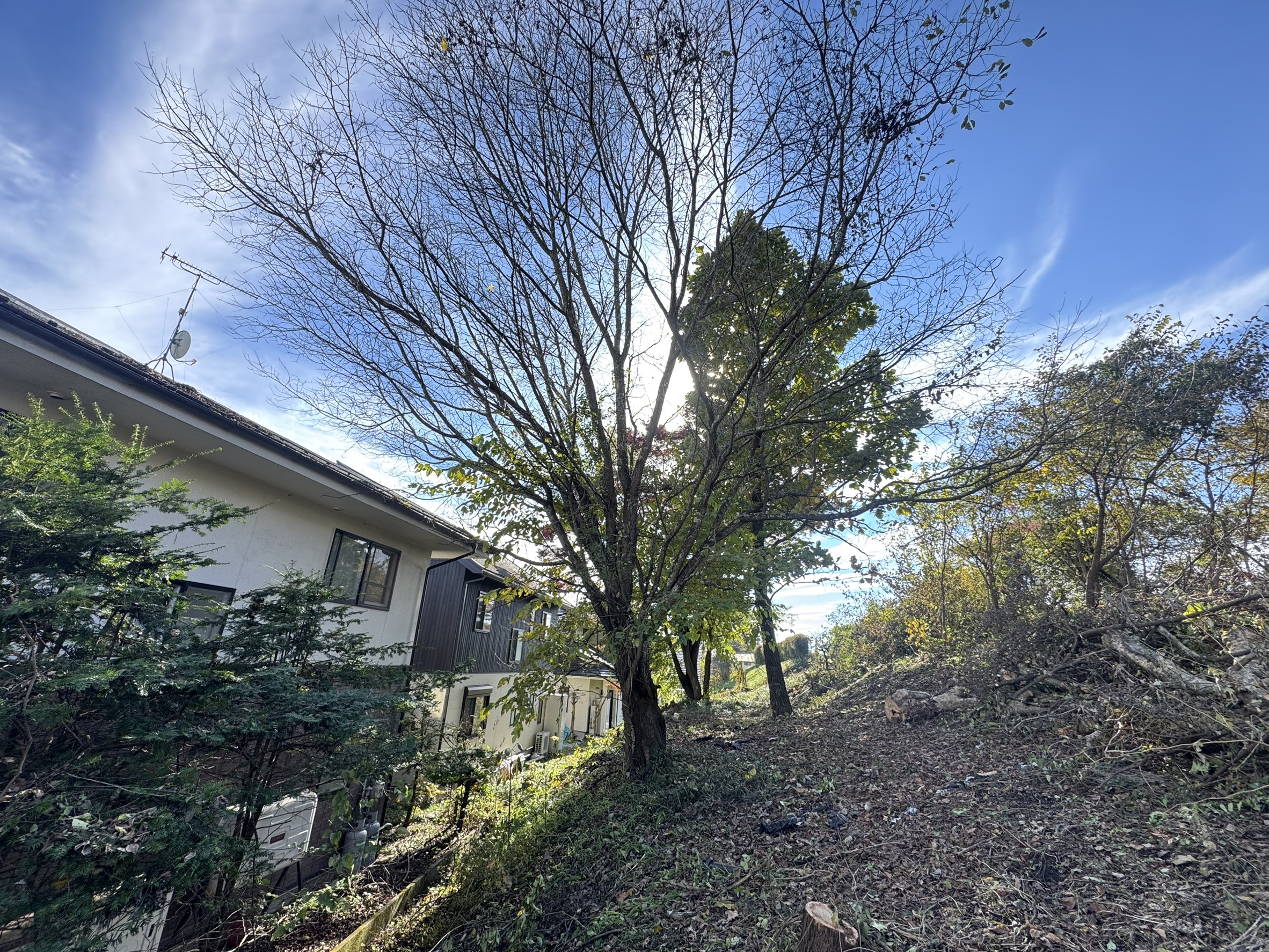 長野県軽井沢町 特殊伐採 完了