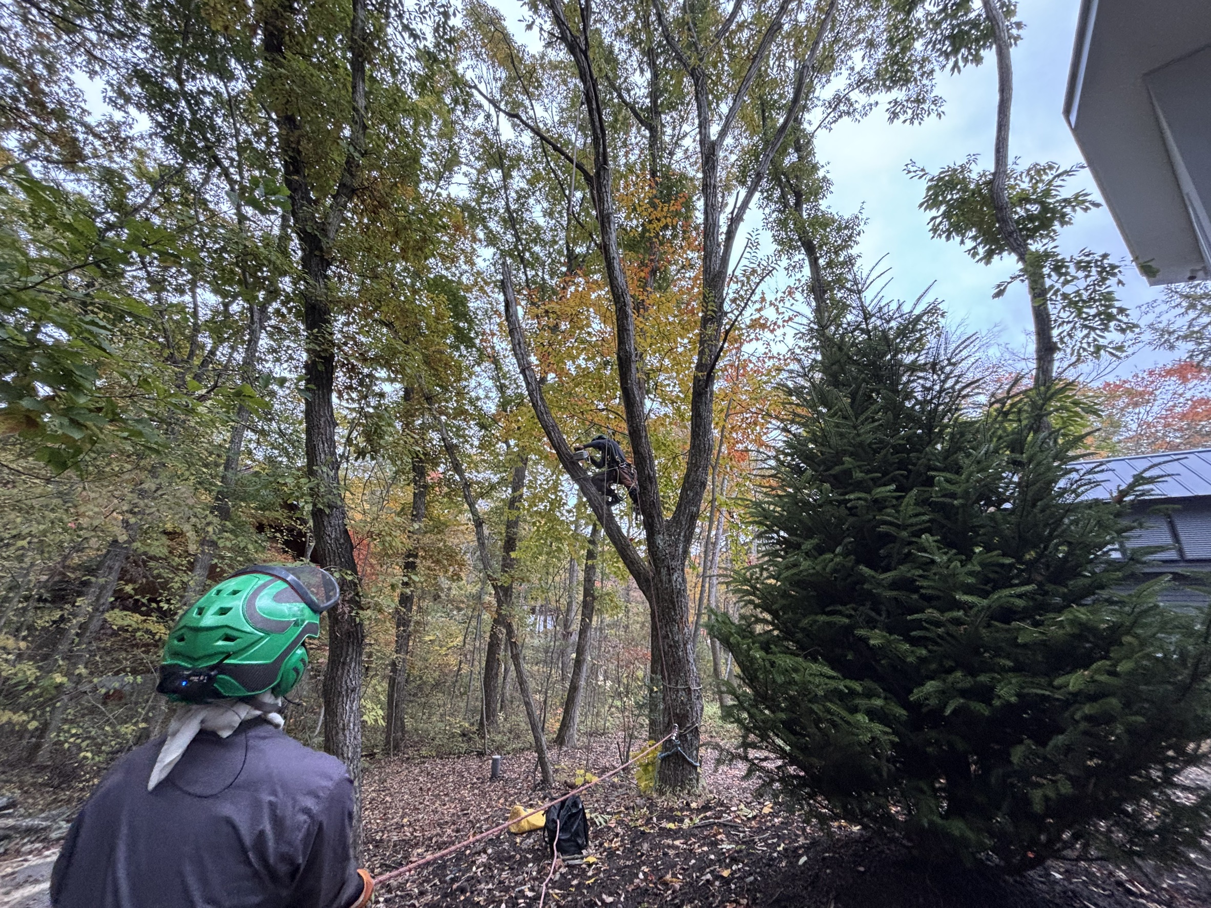 長野県軽井沢町 栗木 枝折れ 剪定 特殊伐採 完了