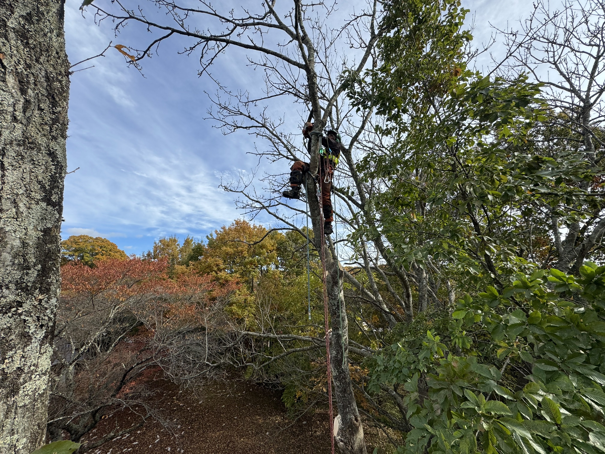信濃追分駅付近 特殊伐採 搬出業務 完了
