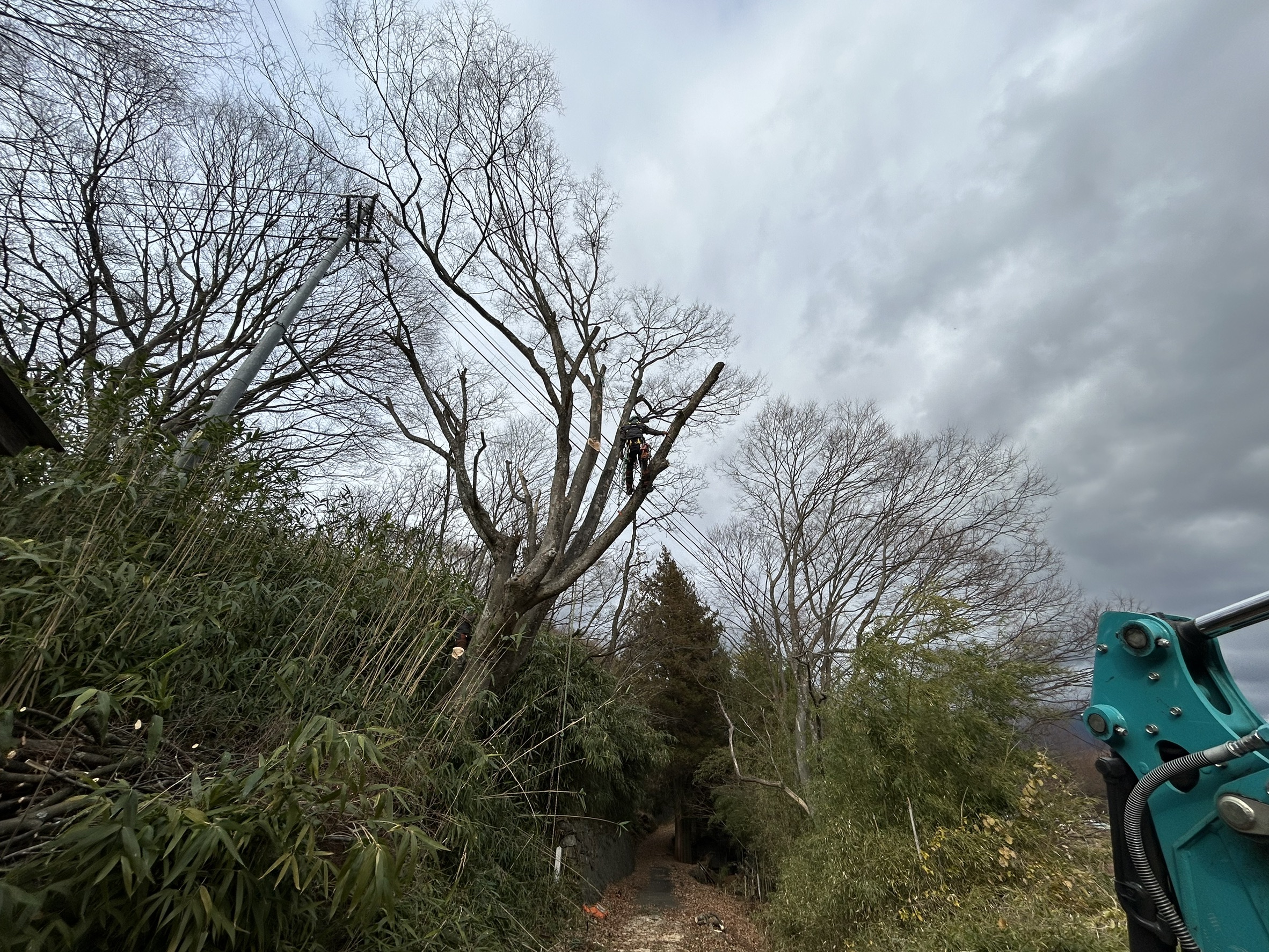 小諸市菱野 欅 特殊伐採 搬出業務 完了