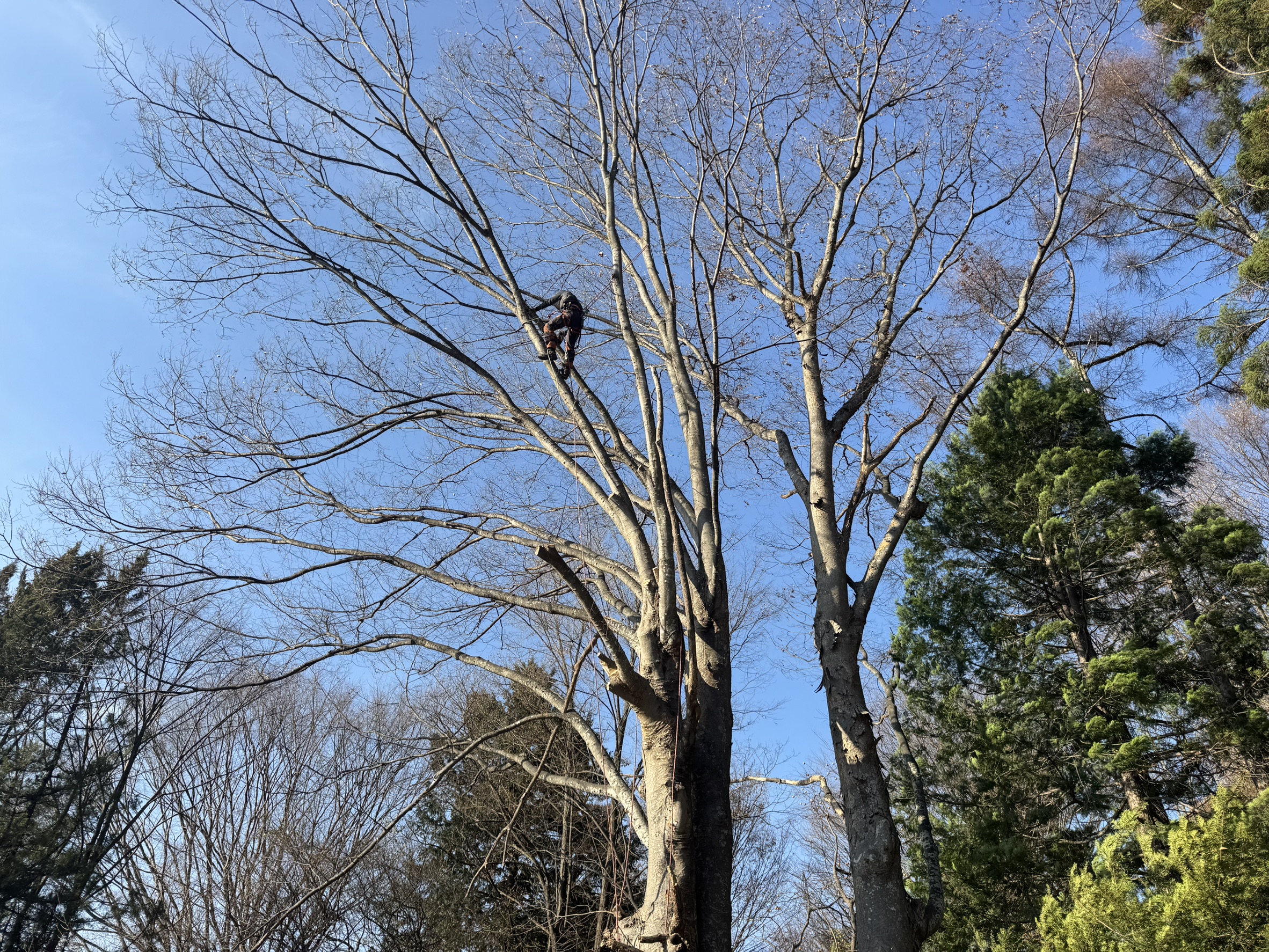 佐久市 御墓 欅 特殊伐採 搬出業務 完了