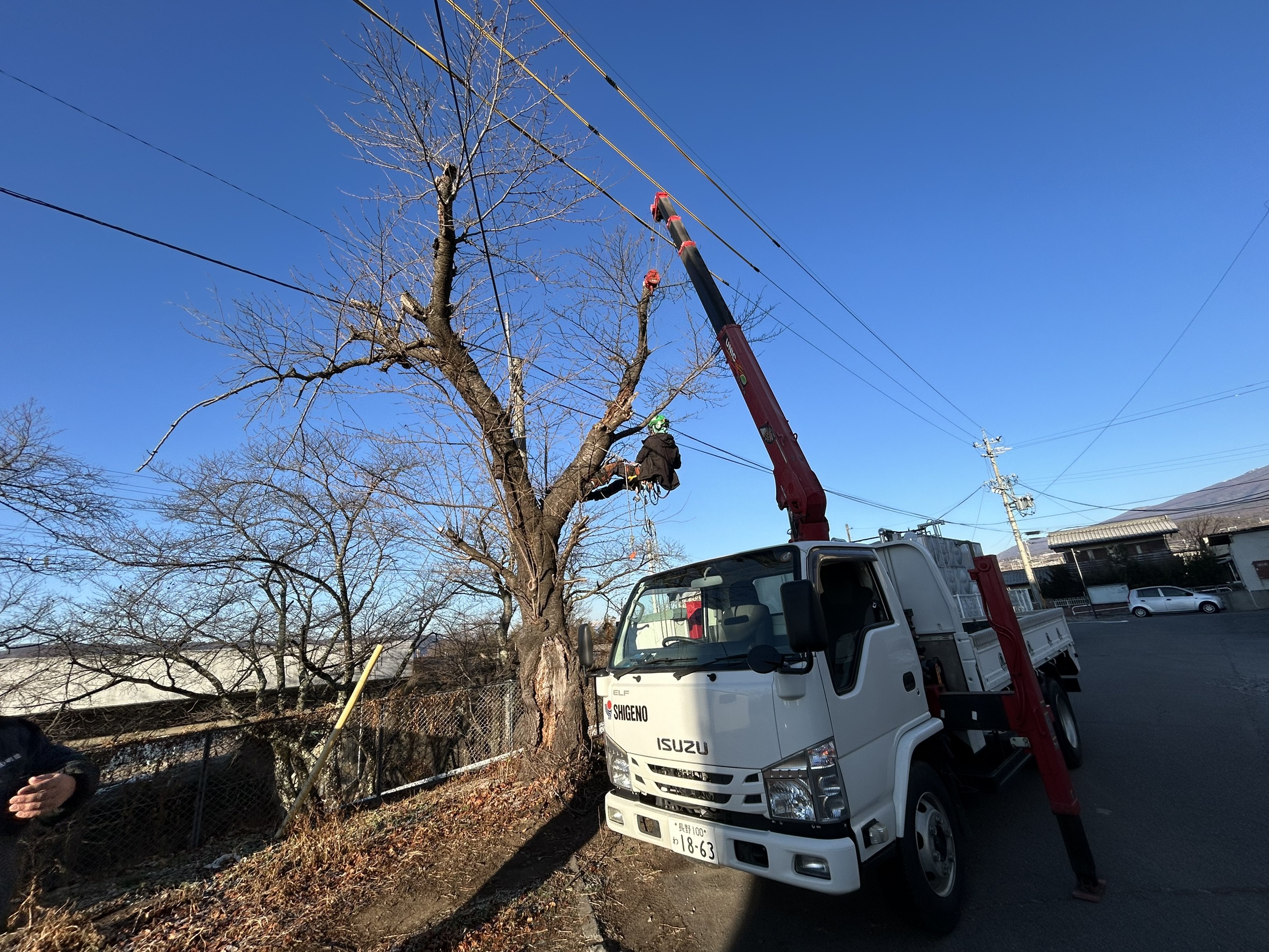 長野県小諸市 桜 特殊伐採 完了