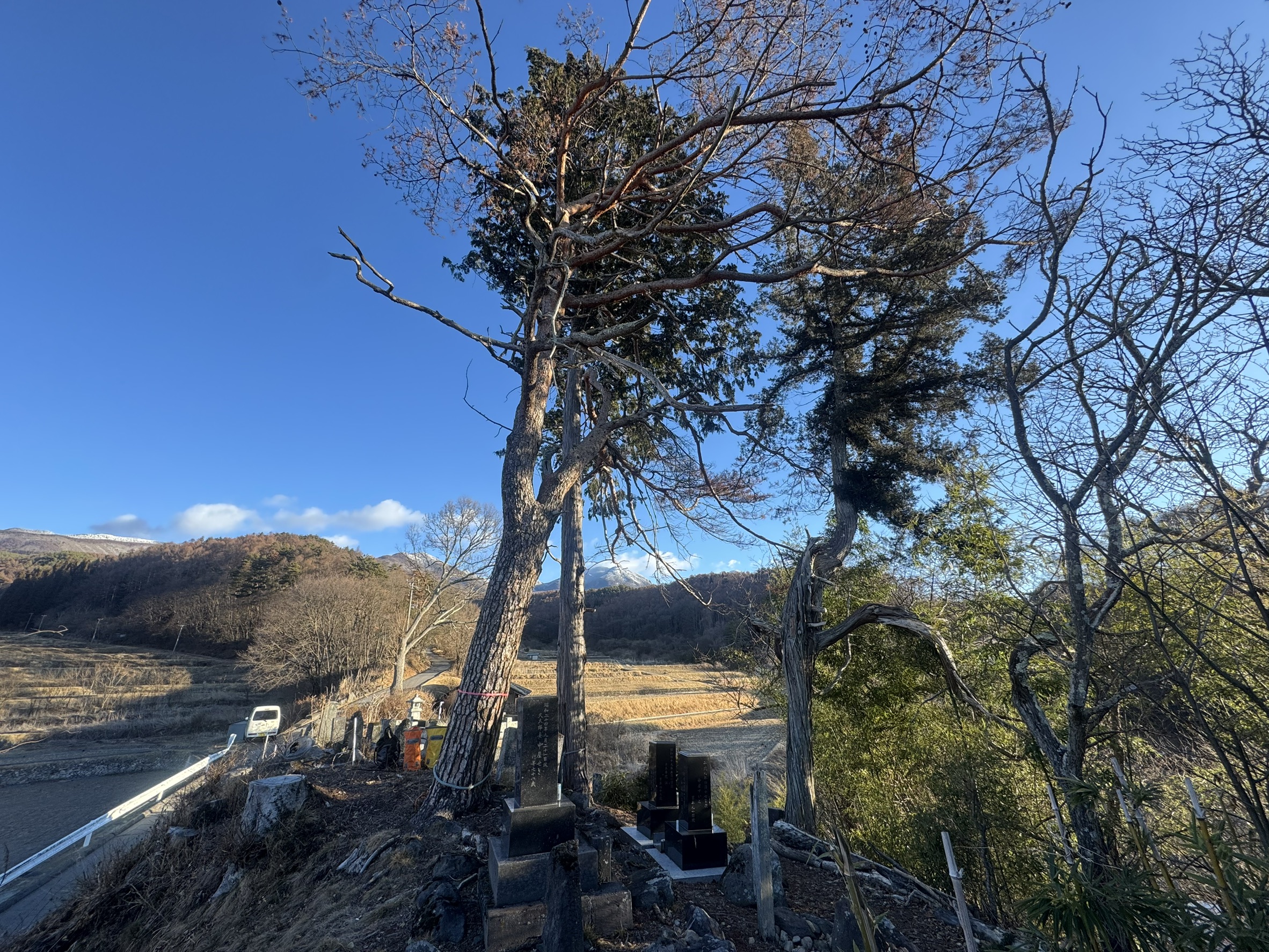 小諸市 御墓 3本特殊伐採 完了