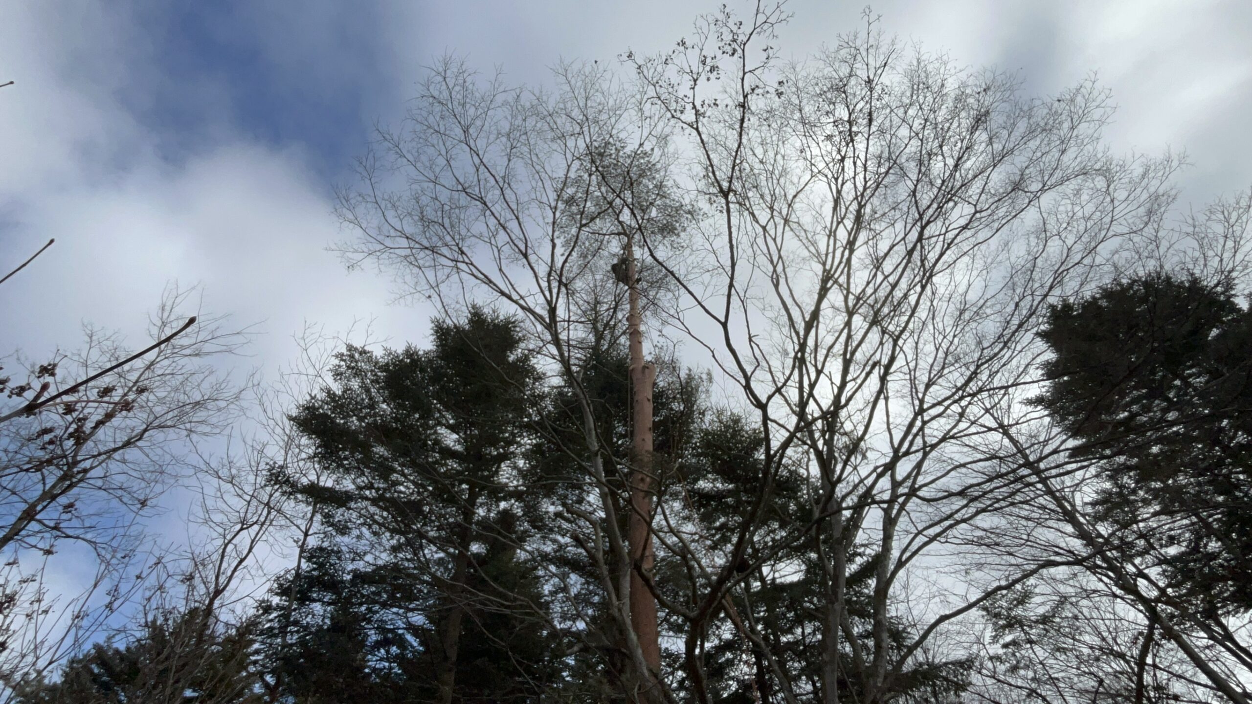 軽井沢町 赤松1本 特殊伐採 完了