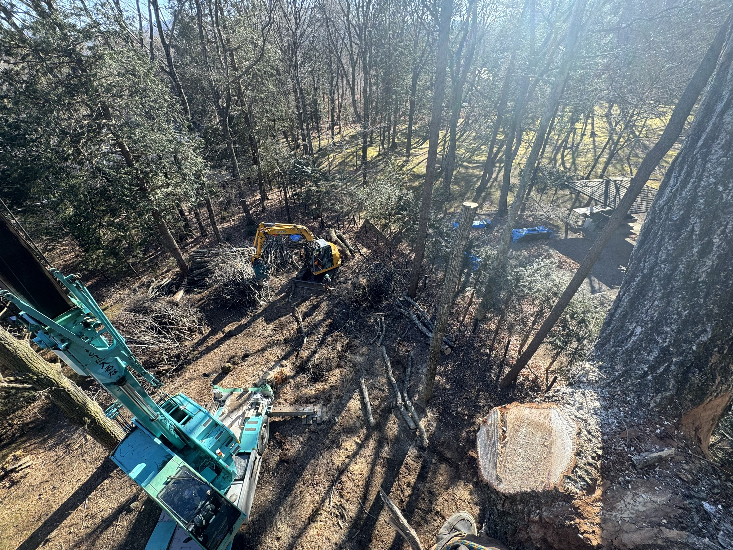 軽井沢町 不動産 伐採 完了