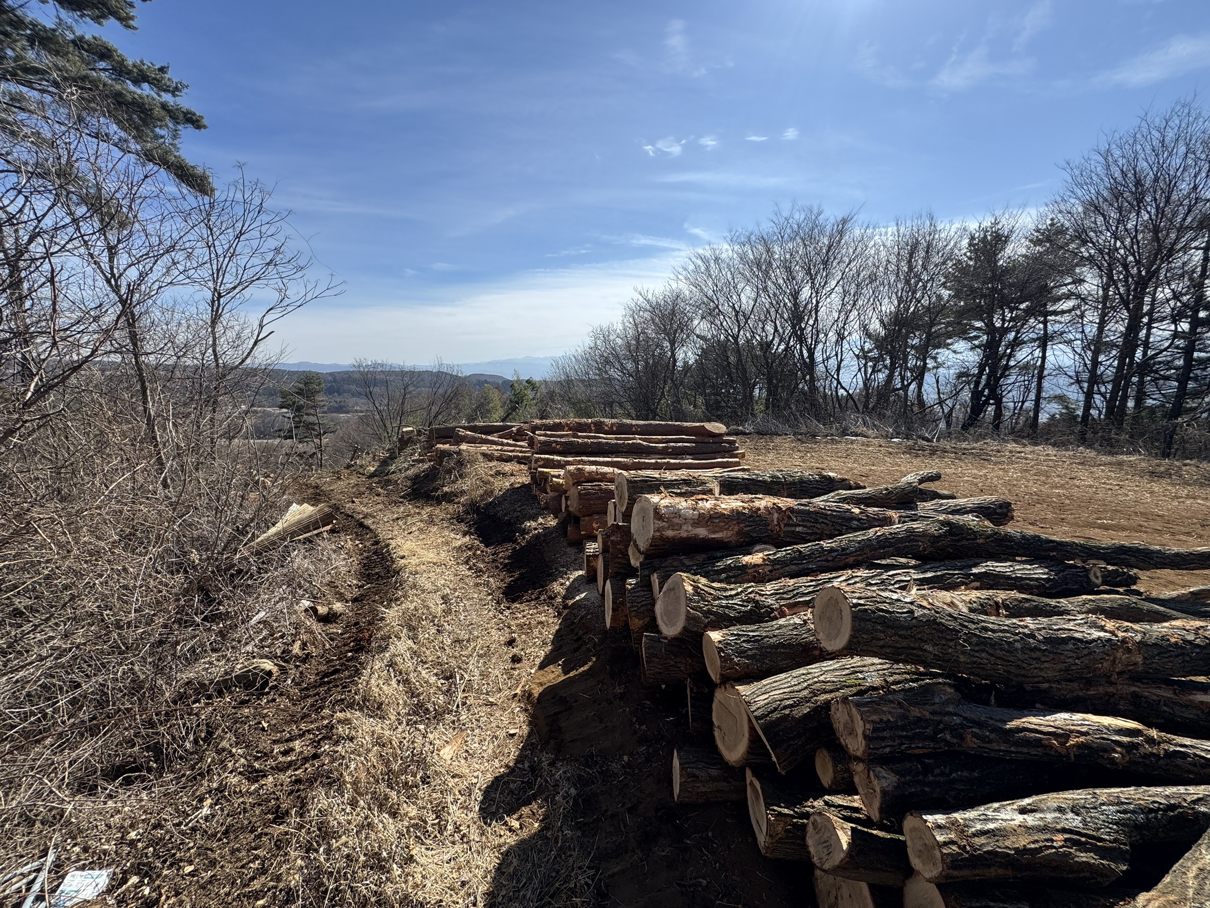 小諸市 山林 素材生産 完了