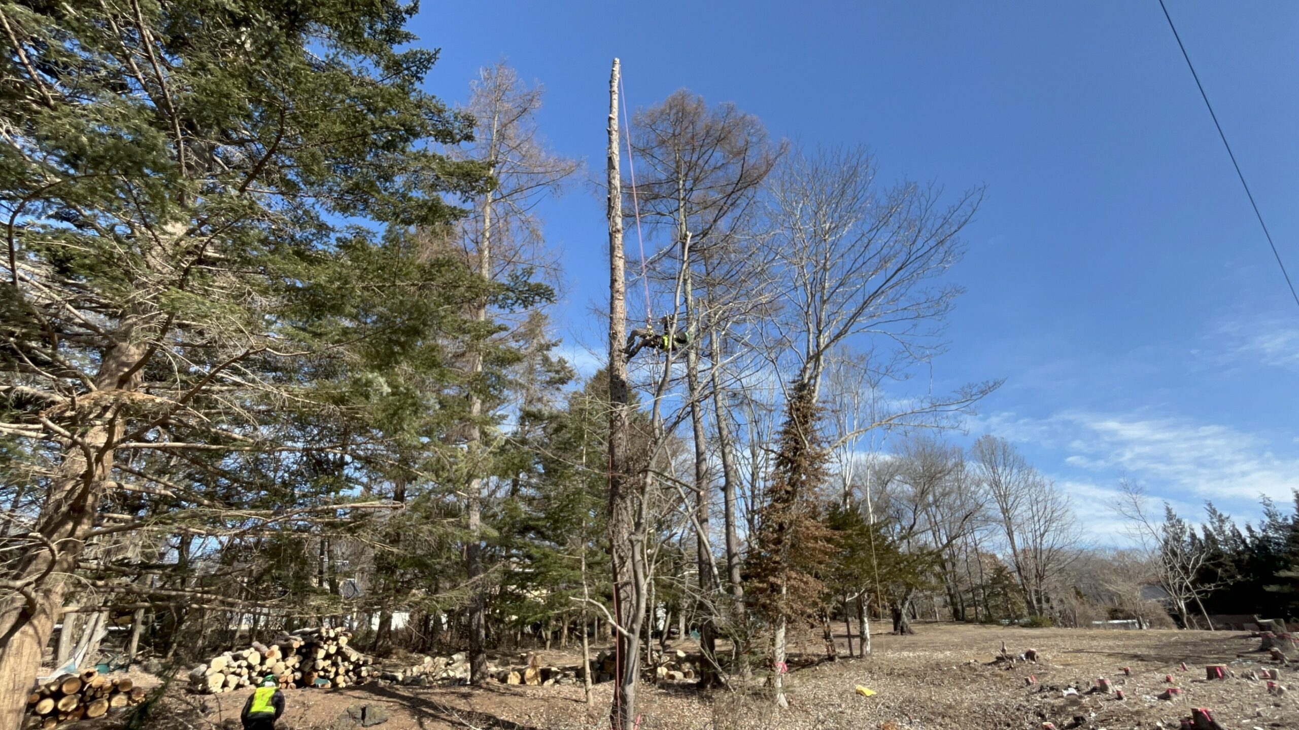 しなの鉄道管内信濃追分駅付近 特殊伐採 搬出業務 完了
