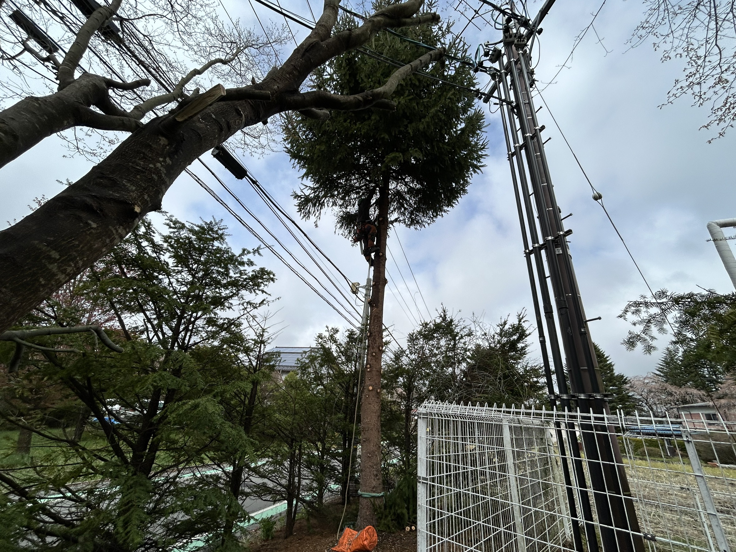 軽井沢町 特殊伐採 完了