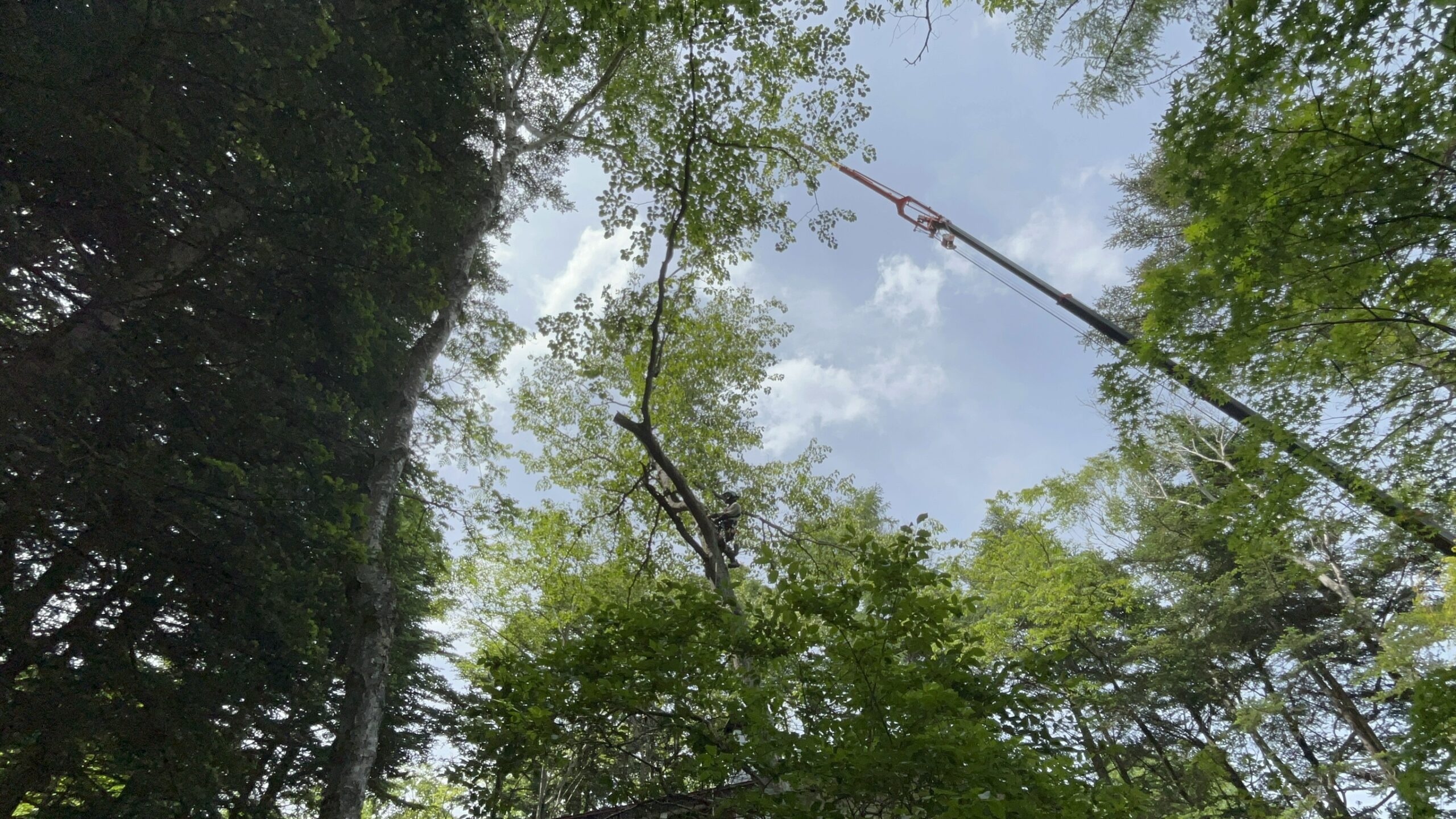 軽井沢町千ヶ滝区 クレーン伐採 完了